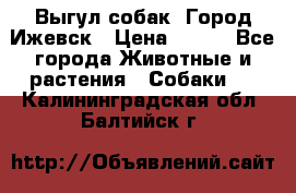 Выгул собак. Город Ижевск › Цена ­ 150 - Все города Животные и растения » Собаки   . Калининградская обл.,Балтийск г.